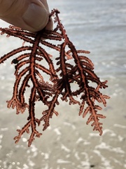 Neoptilota densa
