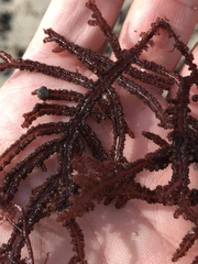 Neoptilota densa