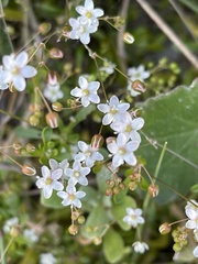 Pharnaceum cordifolium