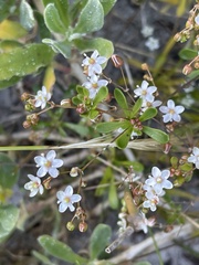 Pharnaceum cordifolium