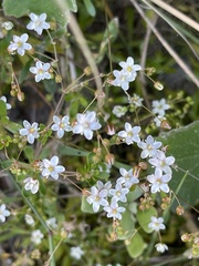 Pharnaceum cordifolium