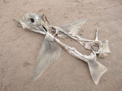 Callorhinchus callorynchus