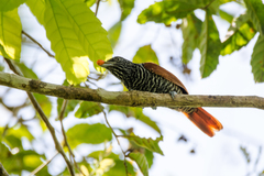 Thamnophilus palliatus