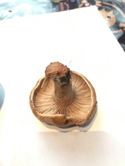 Lactarius luculentus