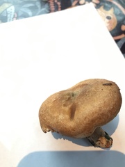 Lactarius luculentus