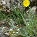 Ranunculus gramineus - Photo (c) Cyril Gros,  זכויות יוצרים חלקיות (CC BY-NC-SA)
