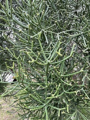 Euphorbia tirucalli