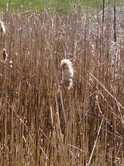 Typha × glauca