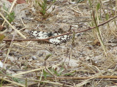 Melanargia ines