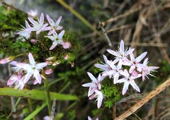 Calytrix tetragona
