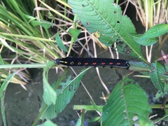 Theretra oldenlandiae