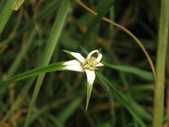Rhynchospora blepharophora