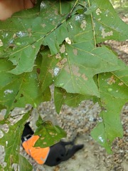 Heterogenea shurtleffi