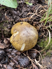 Tricholoma sejunctum