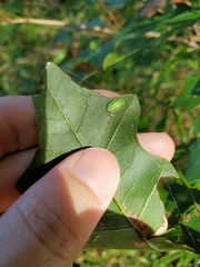 Heterogenea shurtleffi