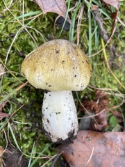 Tricholoma sejunctum