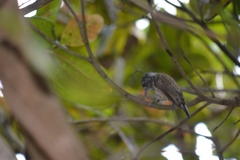 Picumnus albosquamatus