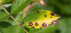 Diplocarpon