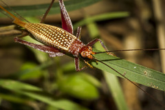Adenopterus