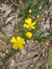 Hibbertia ericifolia