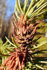Adelges lariciatus
