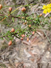 Hibbertia ericifolia