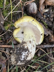 Tricholoma sejunctum