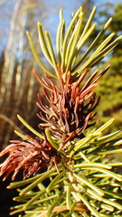 Adelges lariciatus