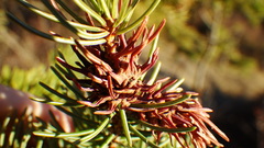 Adelges lariciatus