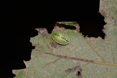 Heterogenea shurtleffi