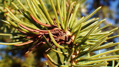 Adelges lariciatus