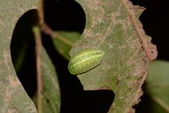 Heterogenea shurtleffi