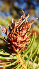 Adelges lariciatus