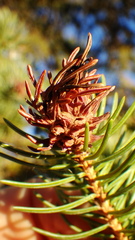 Adelges lariciatus