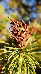 Adelges lariciatus