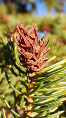 Adelges lariciatus