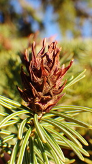 Adelges lariciatus