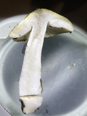 Tricholoma sejunctum