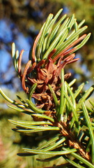 Adelges lariciatus