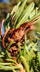 Adelges lariciatus