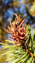 Adelges lariciatus
