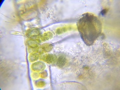 Stigonema tomentosum