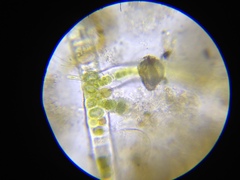 Stigonema tomentosum