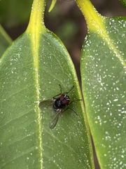 Muscoidea