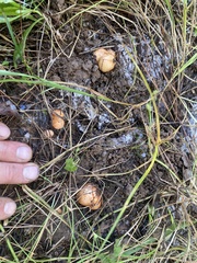 Zelleromyces cinnabarinus