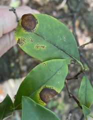 Diaporthe kalmiae