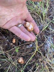 Zelleromyces cinnabarinus