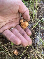 Zelleromyces cinnabarinus