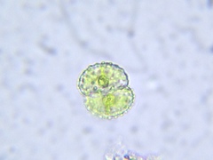 Cosmarium contractum