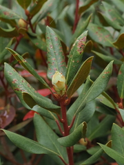 Rhododendron carolinianum